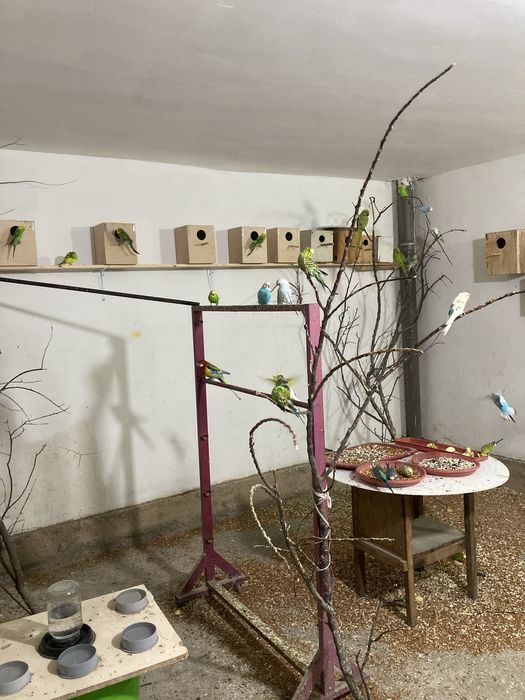 Папугайлар сотилади