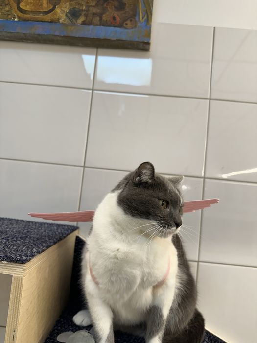 Кошечка ищет дом