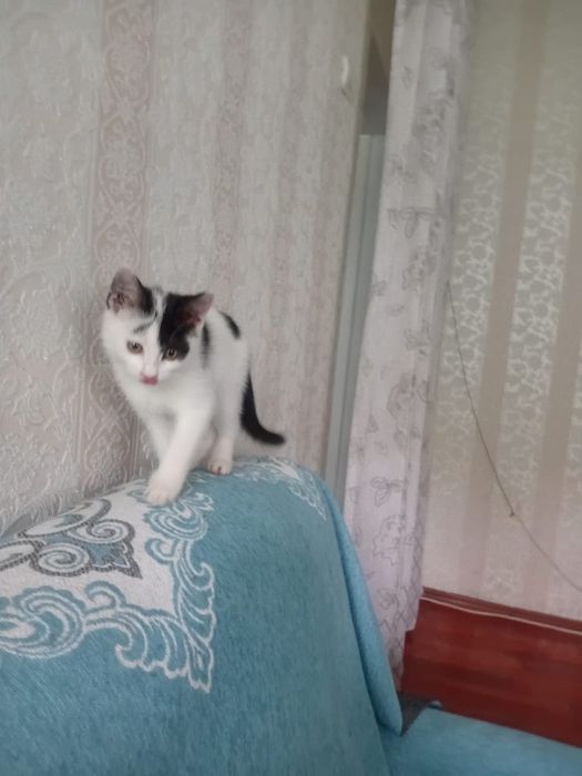Отдается котенок в хорошие руки
