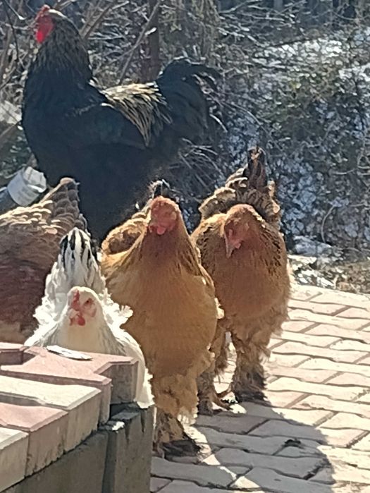 Oua incubat brahma herminat,columbia,potarnichiu, porțelan