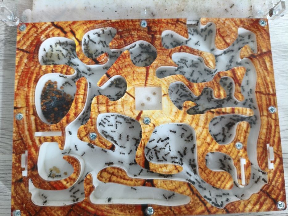 Муравьиная Ферма