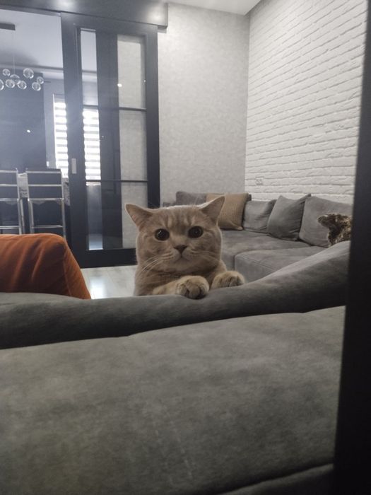 Породистая кошка мальчик для вязки не продается умная