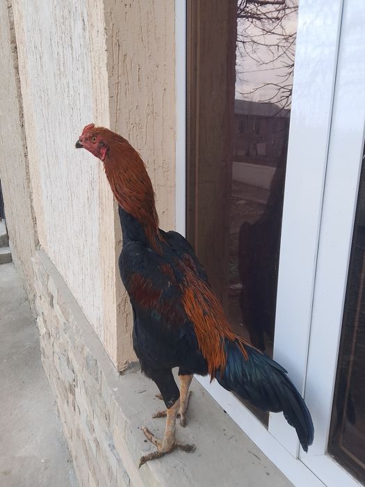 Dakan xuroz sotiladi