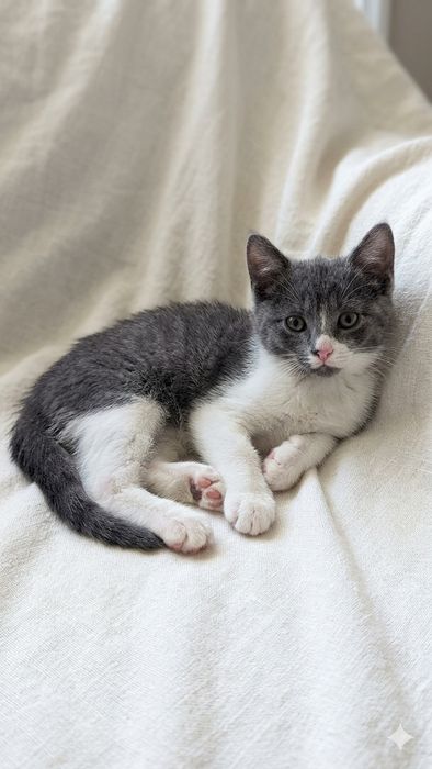 Котята в хорошие руки