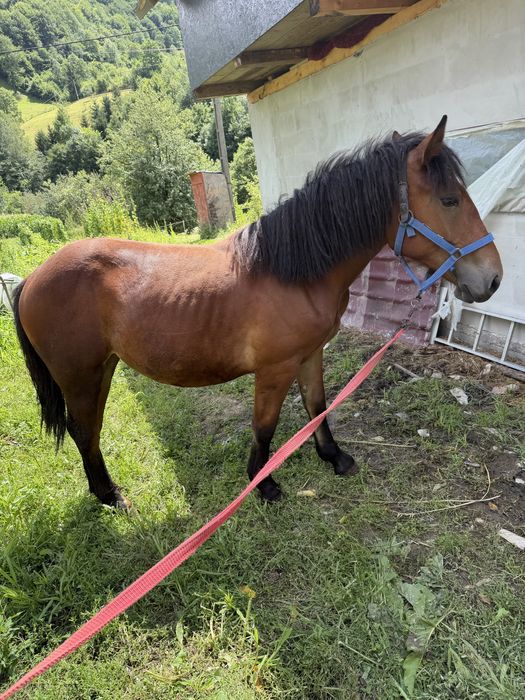 Manza de 1 an de Vanzare!