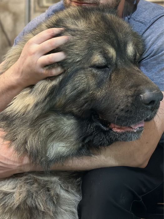 Кабель для случки.