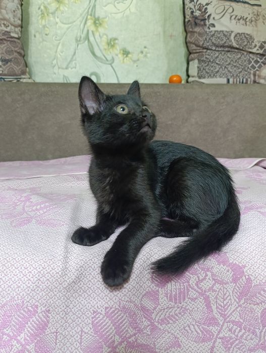 Котенок 2 месяца в добрые руки
