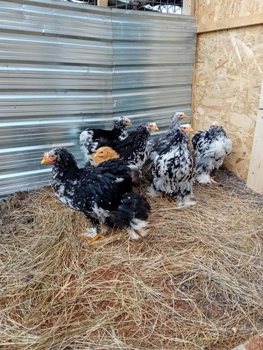 Gaini de vânzare în jud Galați