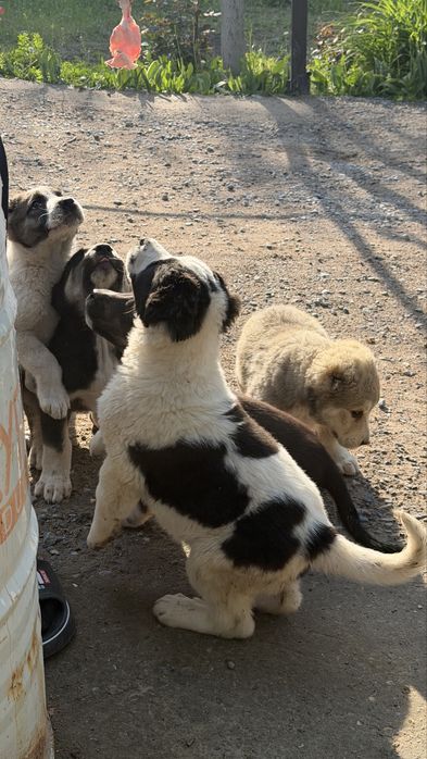 Тобет күшіктер сктылады