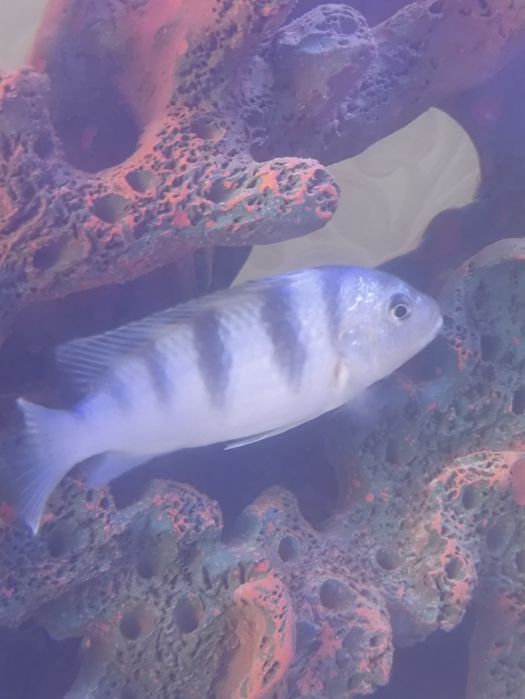 Рыбки аквариумные