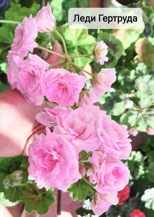 Укоренённые черенки сортовых пеларгоний