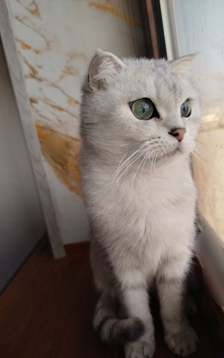 Скоттиш фолд серебристая шиншилла