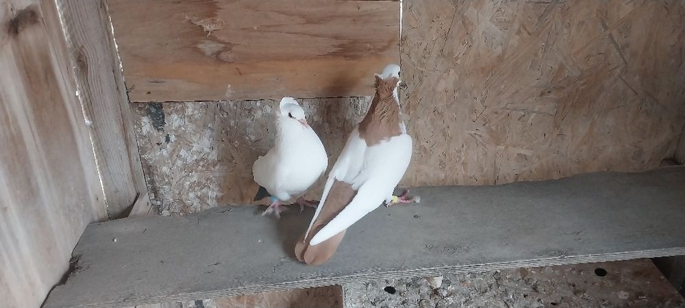 Бакинский Желтошейка