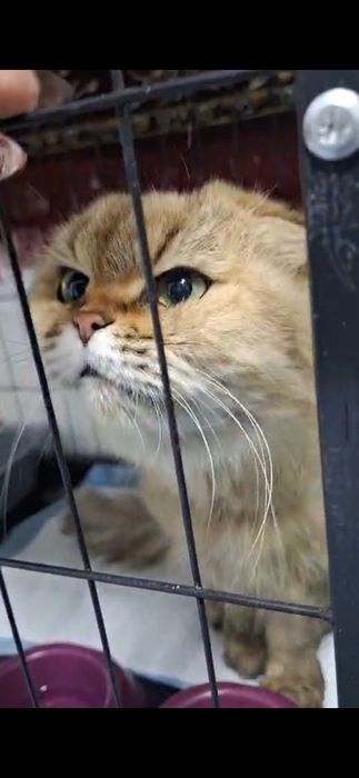 В добрые руки отдам