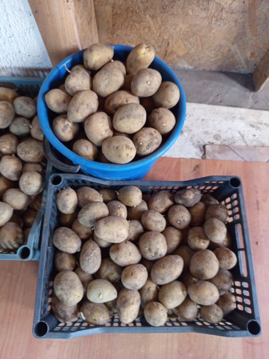 Продам картофель семенной домашний,