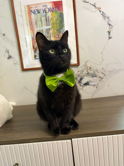 Кот  в добрые руки