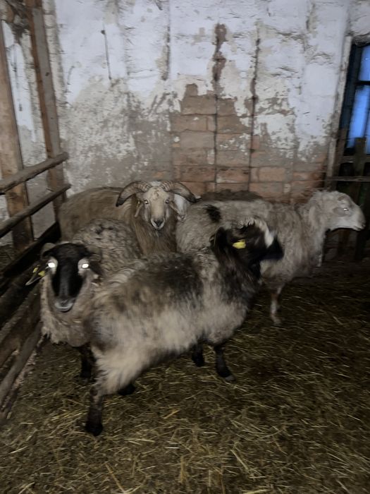 Қой сатылады на откорме