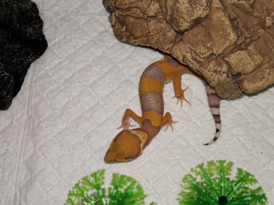 Продается эублефар