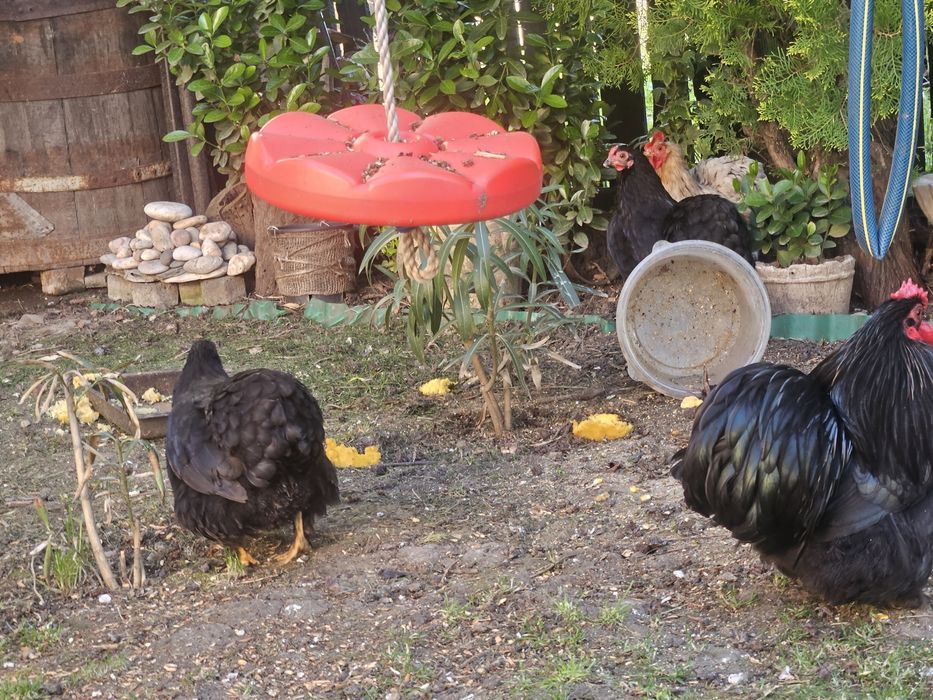 Cochinchina pitic ouă de incubat