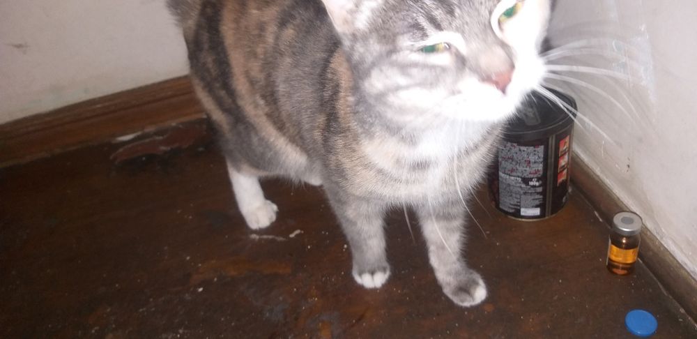 Светлые мушук боласи