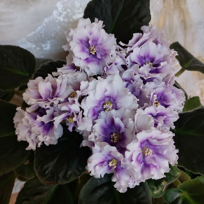 Сортовые фиалки лист 500тг