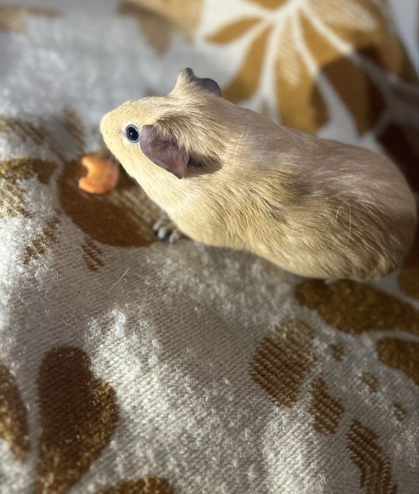 Porcușoare de guinea