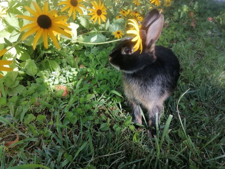 Karlik chorniy otter sames