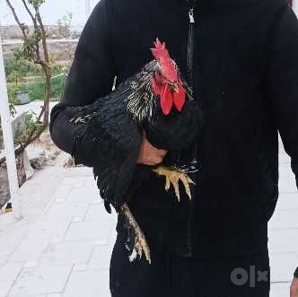 Uyda boqilgan sog'lom xo'rozlar 15 dona