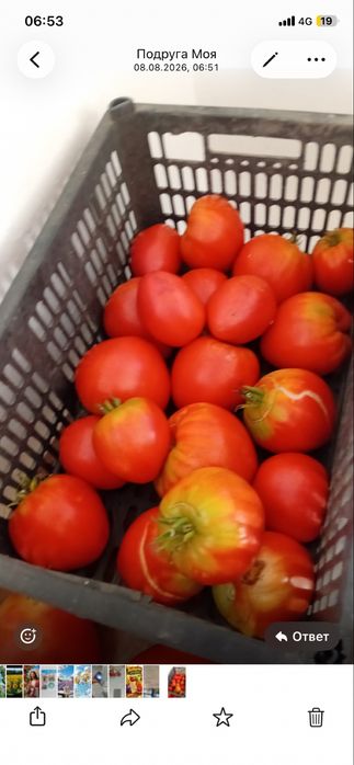 Продам помидоры крупные