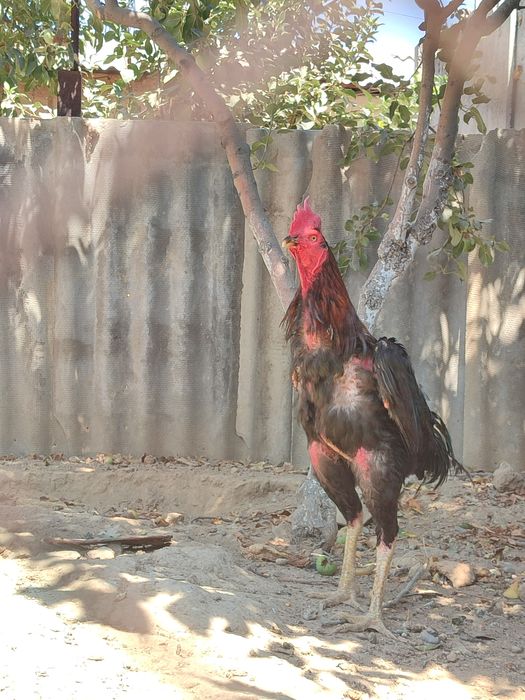 Oynoqi Emi Anderssen POV pornosida minut beradi