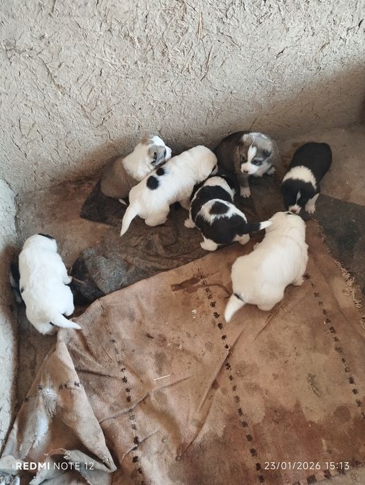 Тоза зот алабай болалари сотилади.