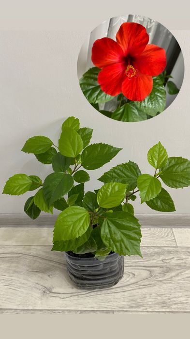 Китайская Роза Гибискус