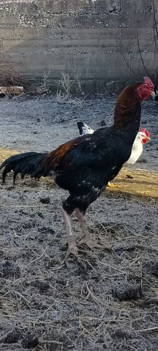 Продаётся дакан бойцовый туляк