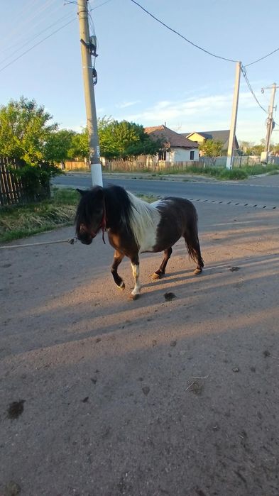 Vând poneita  de 5 ani gestanta