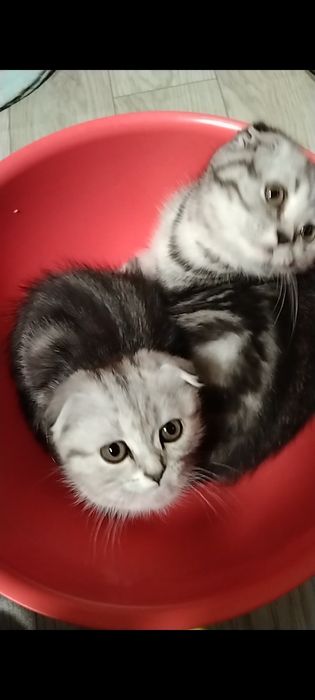 Скоттиш фолд. Две девочки.