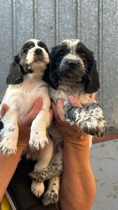 Русский спаниель