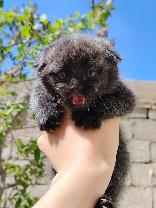 Sotiladi skotish fold 2oylik