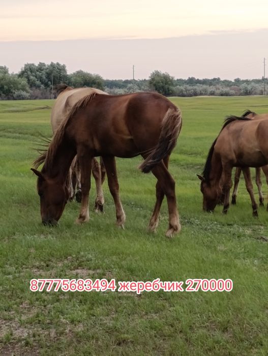 Обмен на КРС., на машину.