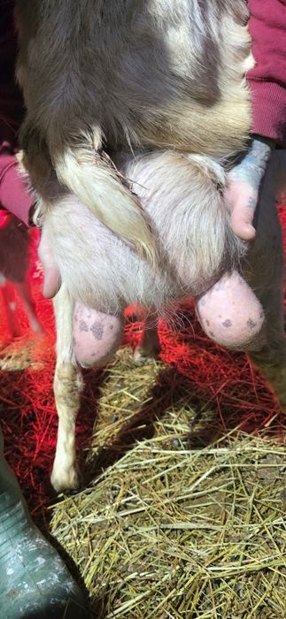 Capra de 4 litri de lapte