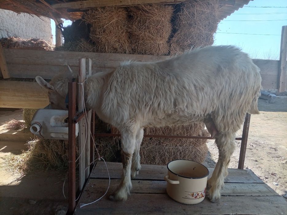 150000.. ешкииилер