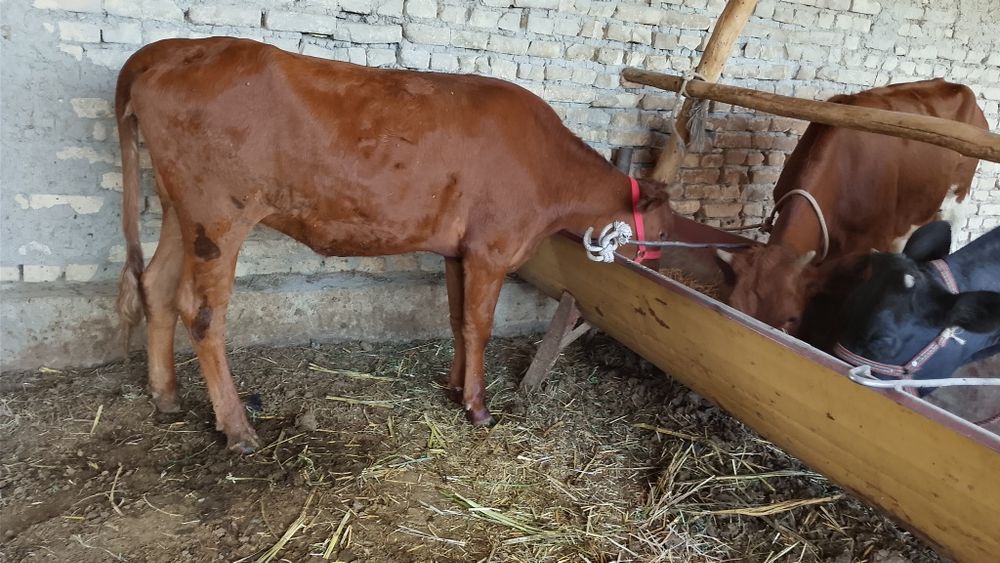 Mollar sotiladi manzil Buxoro viloyati jondor tumani
