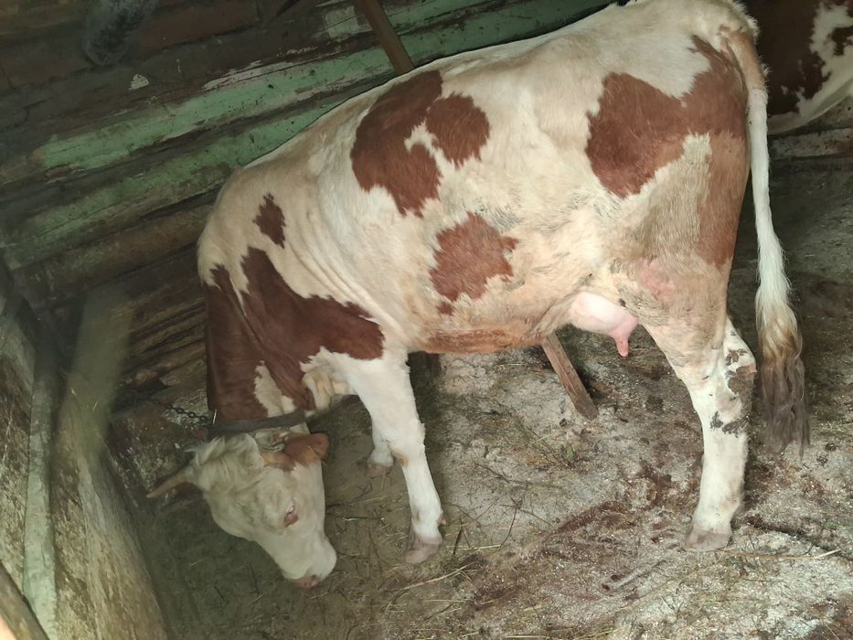 Vand vaca la garanțe