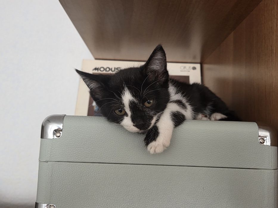 Заберите нас, двух котят!