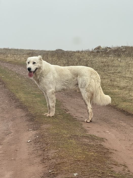 Продам кобелья бойца