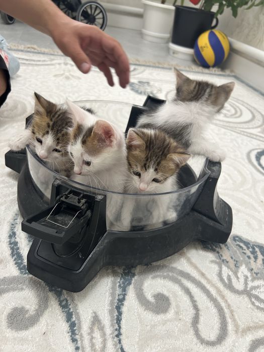 Отдам в добрые руки котят.