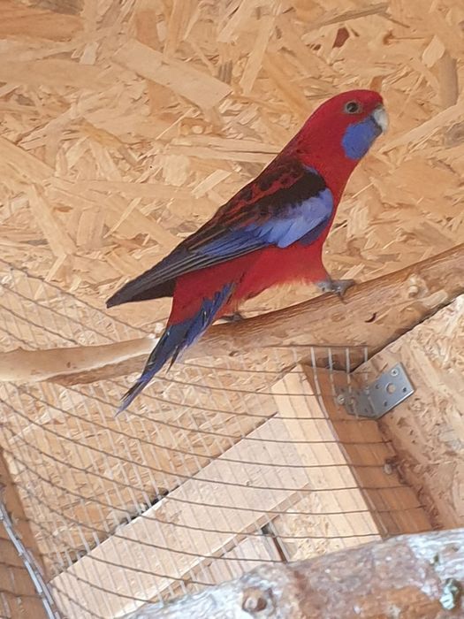 Разнообразие от видове папагали