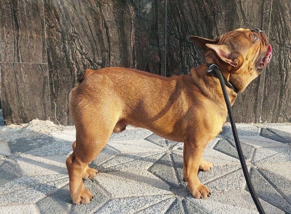 Вязка. Кобель французского бульдога