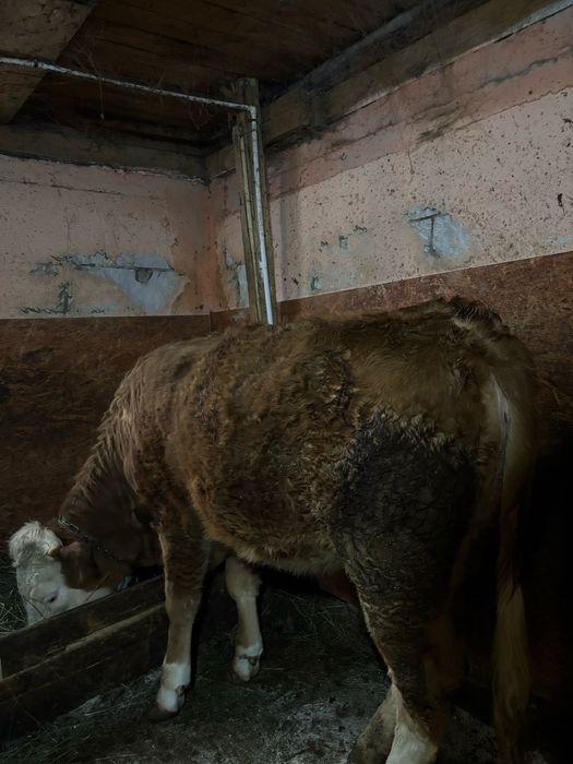 Disponibile 2 junici de Bălțată românească