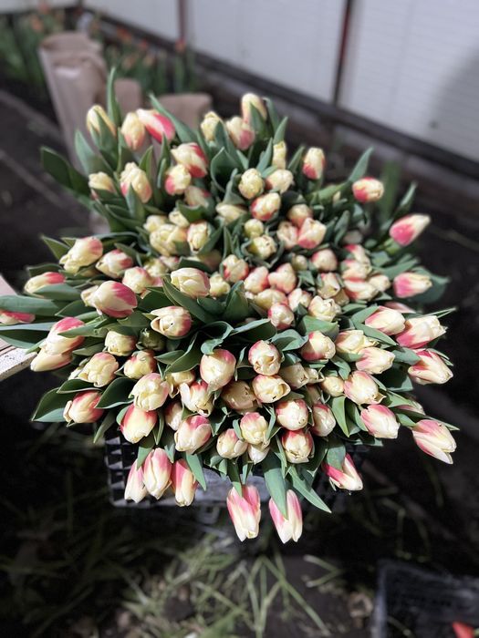 Тюльпаны разных цветов