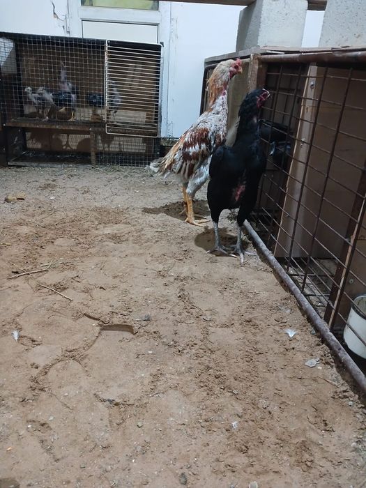 Дакан яйца игровой спар видео есть